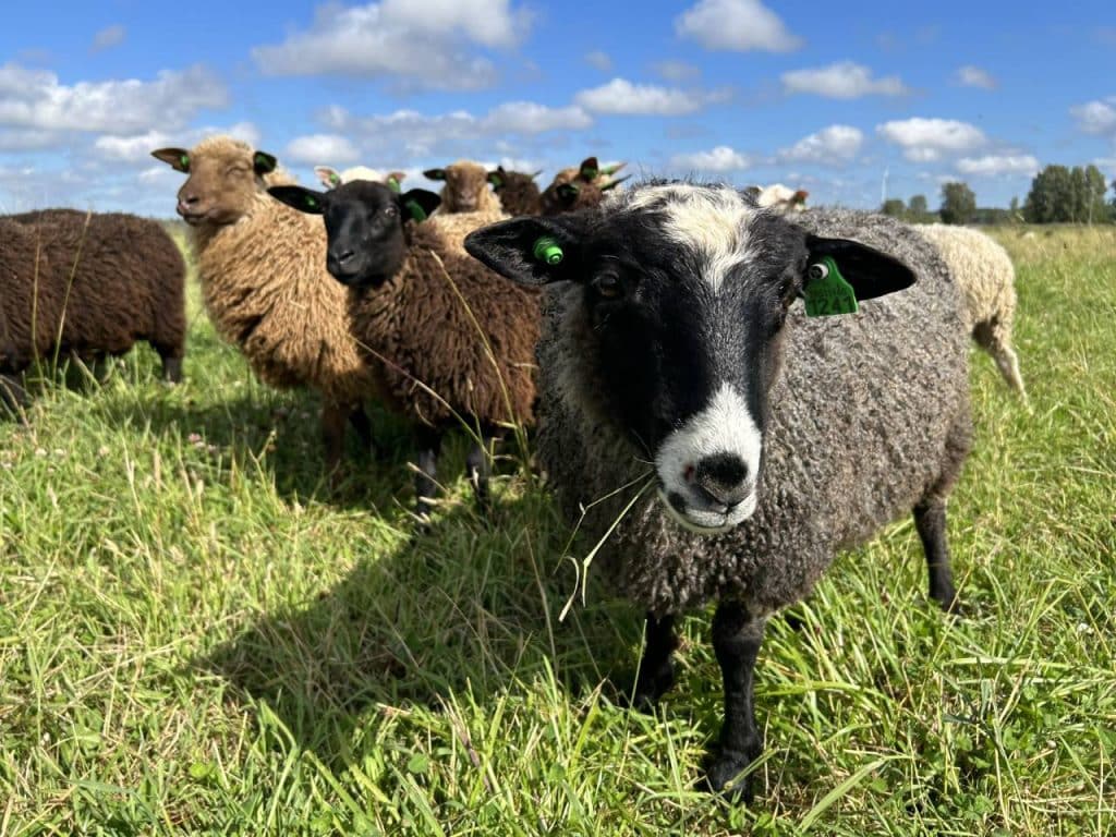 IMG_0075 Lammas laitumella